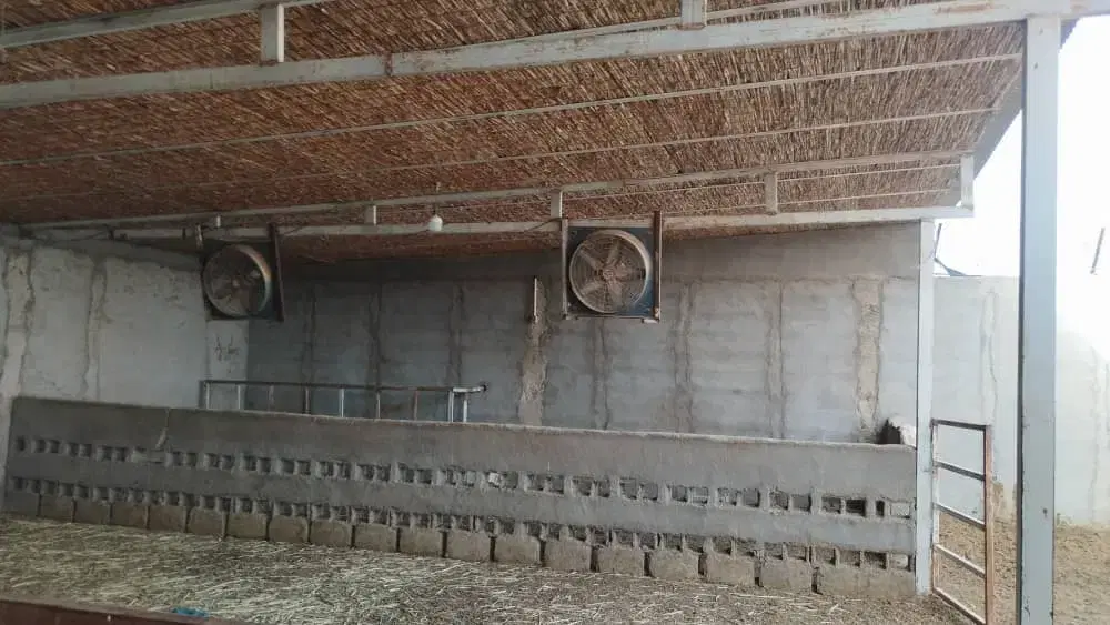 دامداری بمساحت 1460 حمیدیه مسیر روستای جلیزی