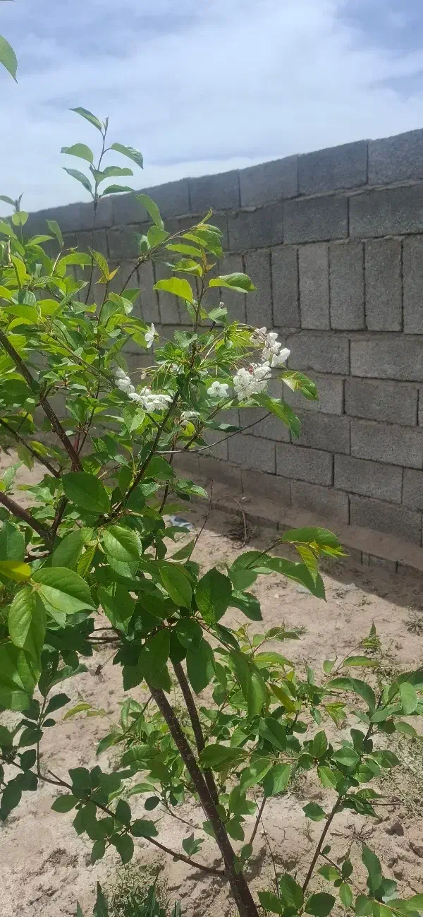 زمین حجت آباد