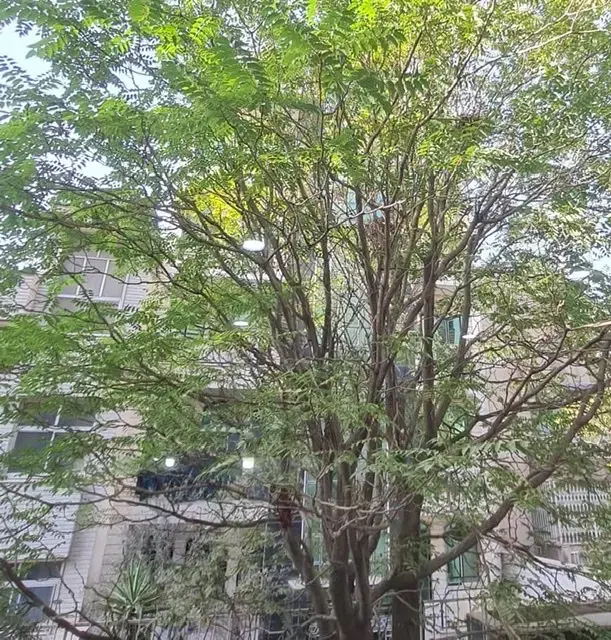 ۶۰۵ متر کلنگی خیابان ایران