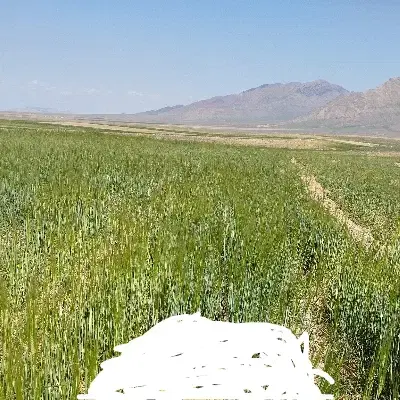 زمین کشاورزی روستای دربند ۱۲۰۰ متری برجاده آسفالت