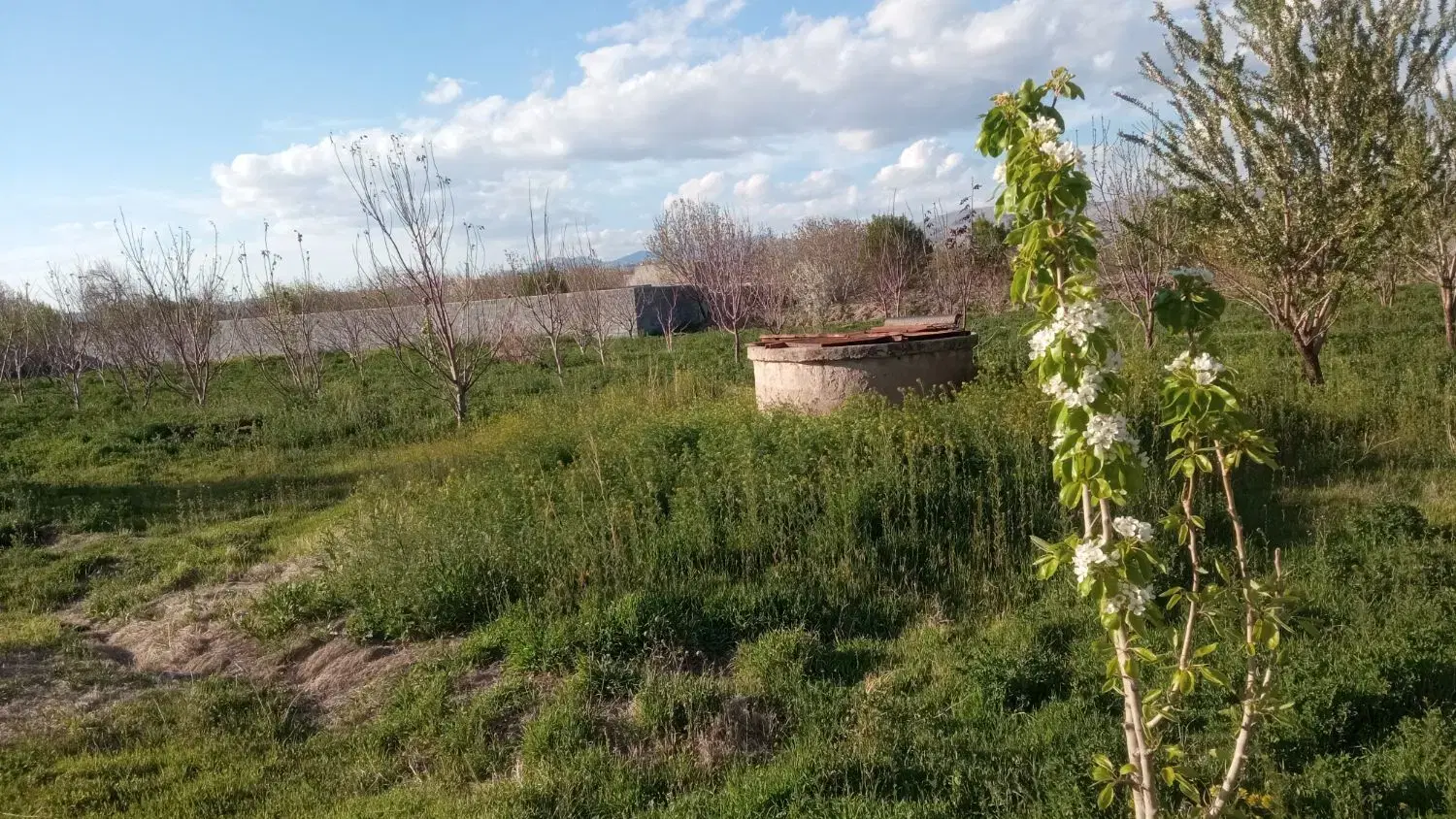 فروش باغ سر درختی