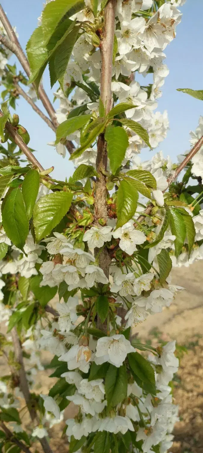 زمین باغی داخل مجتمع