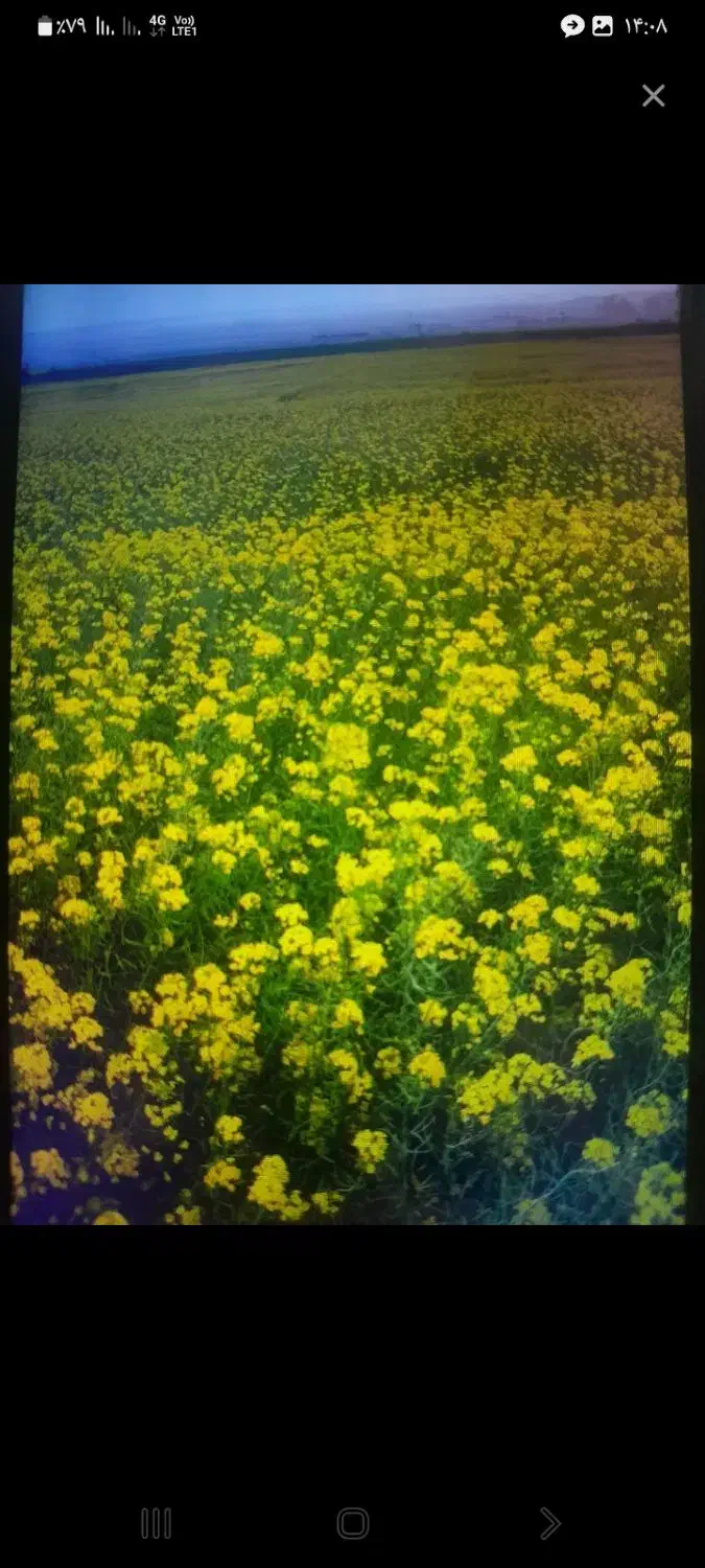 زمین کشاورزی