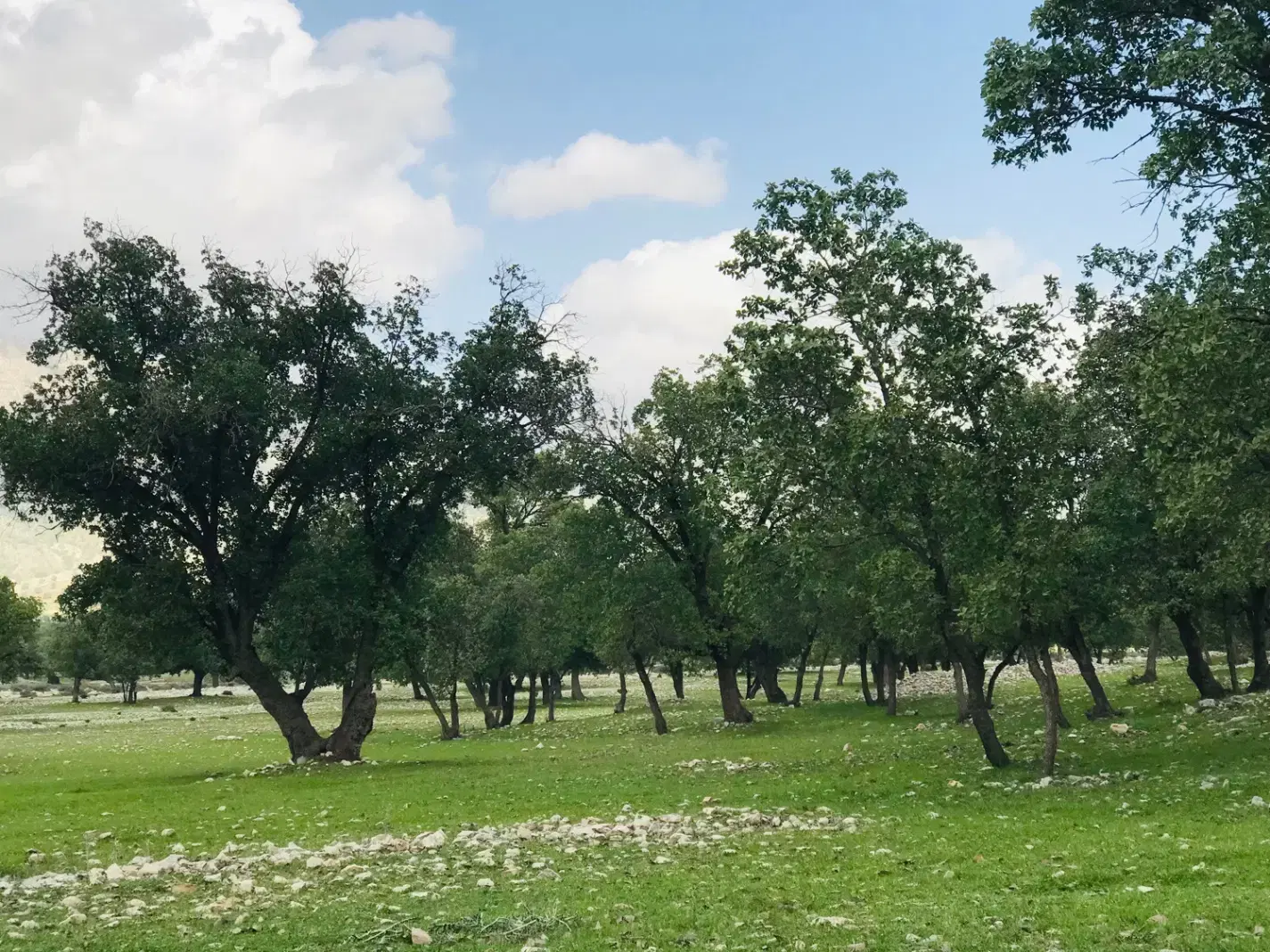 زمین باغشهر سیاخ با سندتک برگ