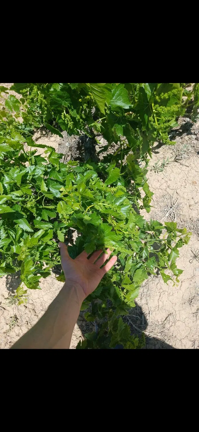 ۲هکتار باغ انگور