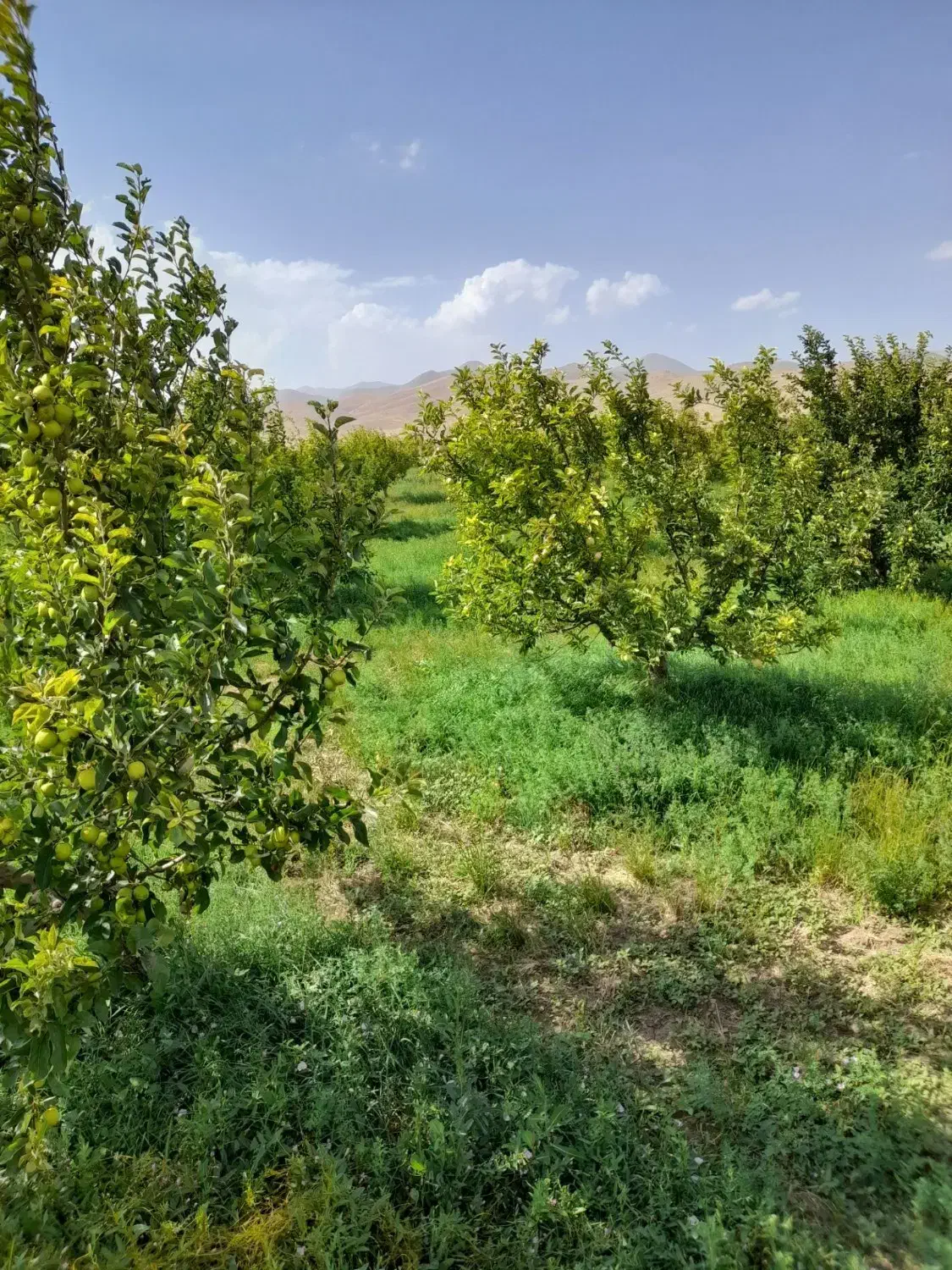 فروش باغ و معاوضه با ماشین