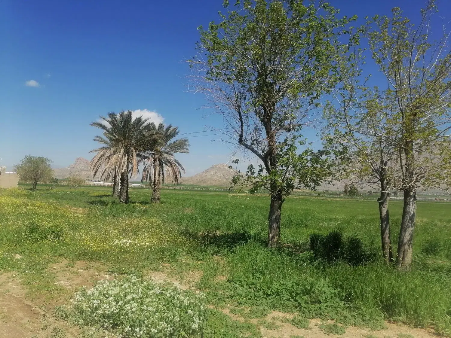 زمین ذخیره مسکونی در صدرا و زمین کشاورزی فیروزآباد