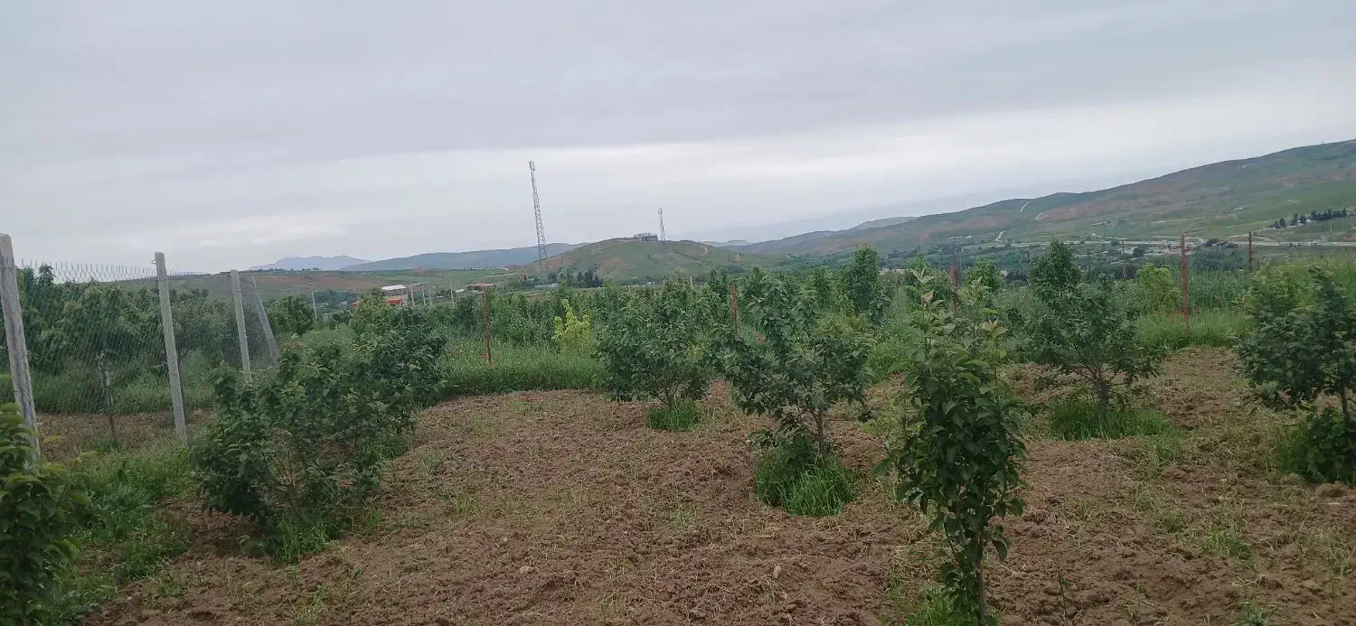 زمین نهال کاری شده در بدرانلو