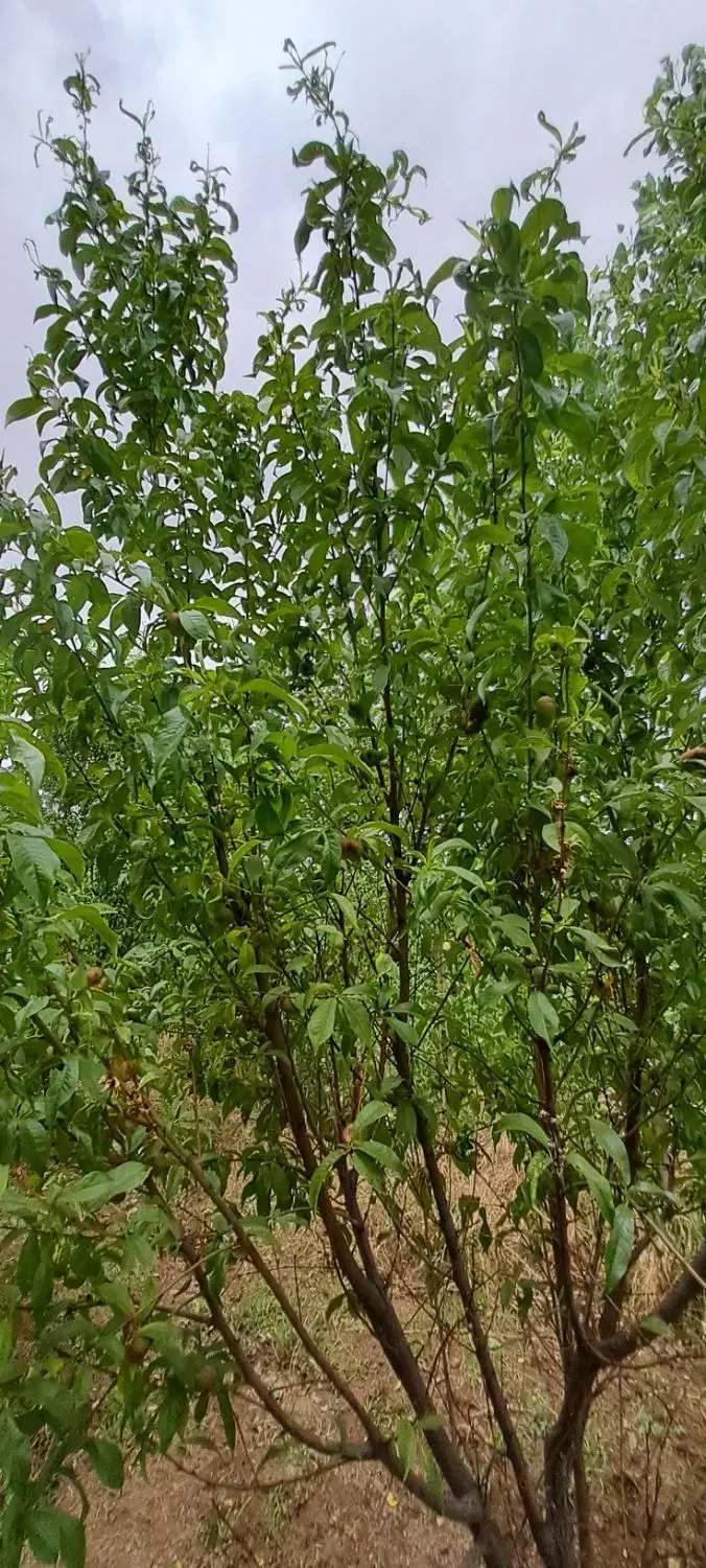 باغچه