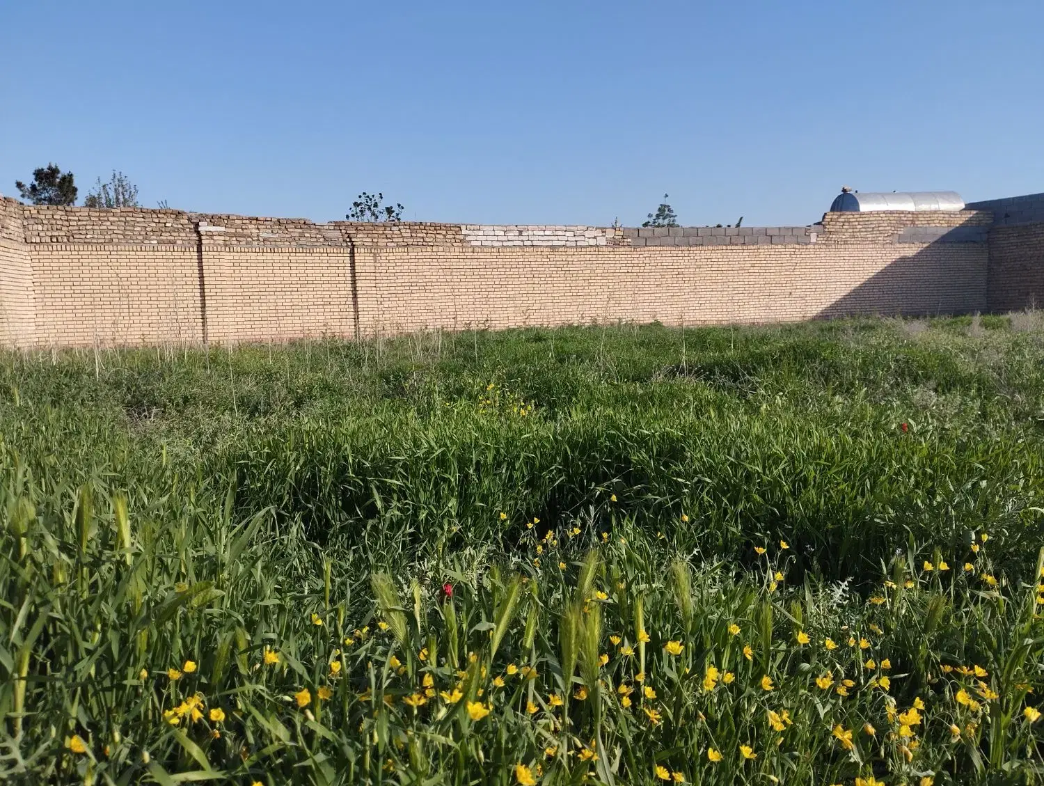زمین دور دیوار سند تک برگ در شاهنامه۷۶