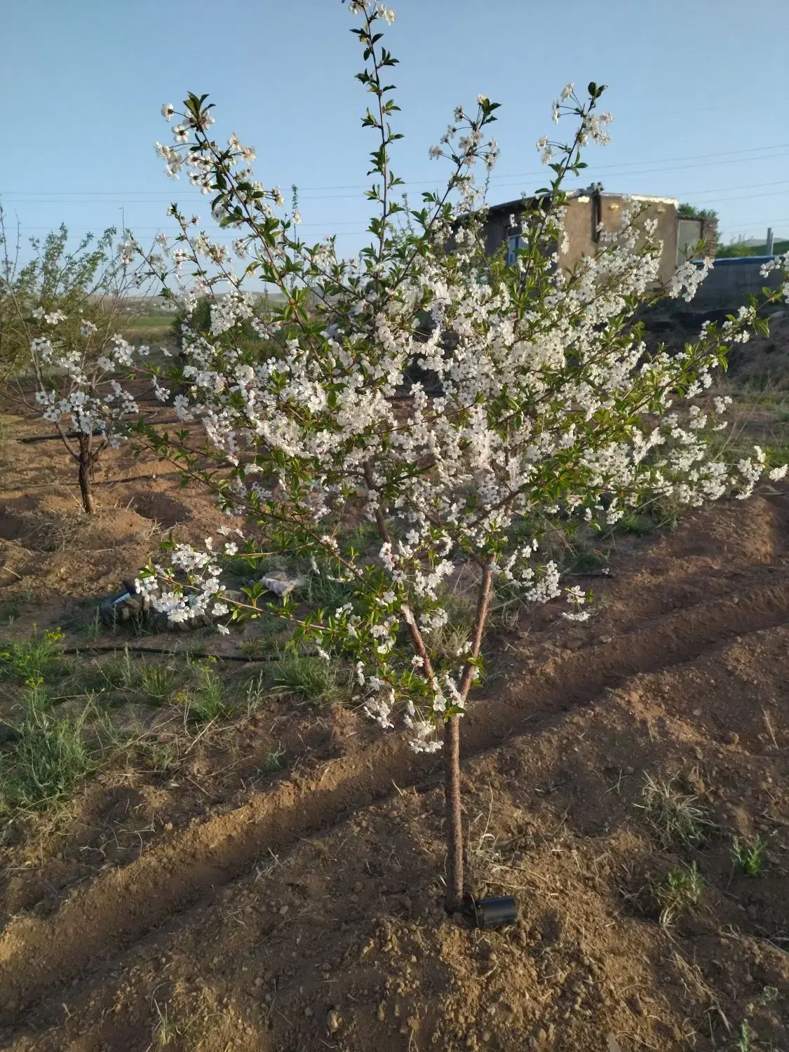 باغ فروش واقع در روستای دیزج بالا