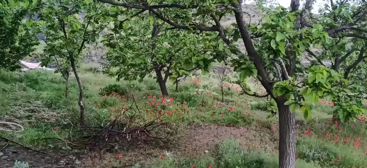 باغ منطقه ییلاقی روستا نغندر