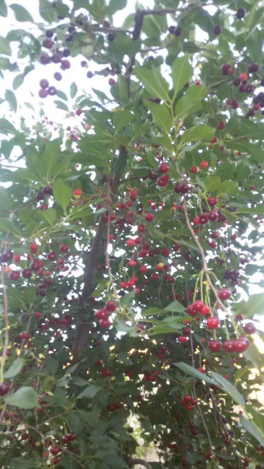 سه قطعه باغ مثمر روستای توابع استان کرمانشاه