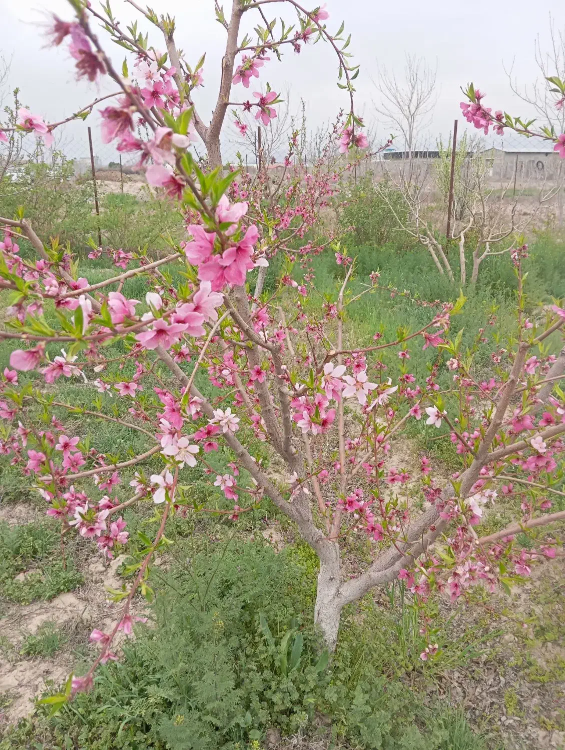 باغچه 550متری