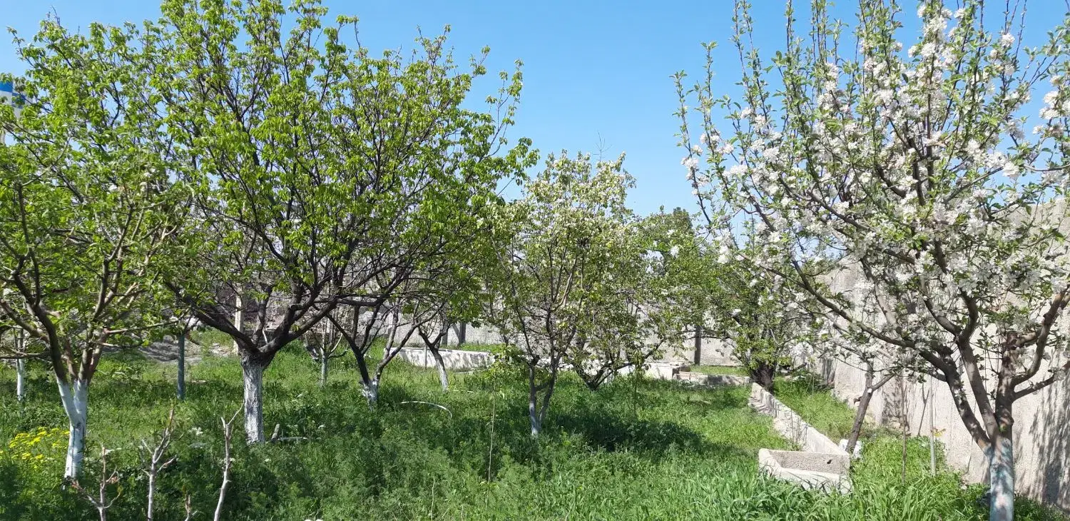 فروش باغ میوه واقع در روستای دارالسرور