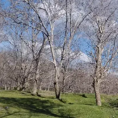 زمین مسکونی خ ستاره
