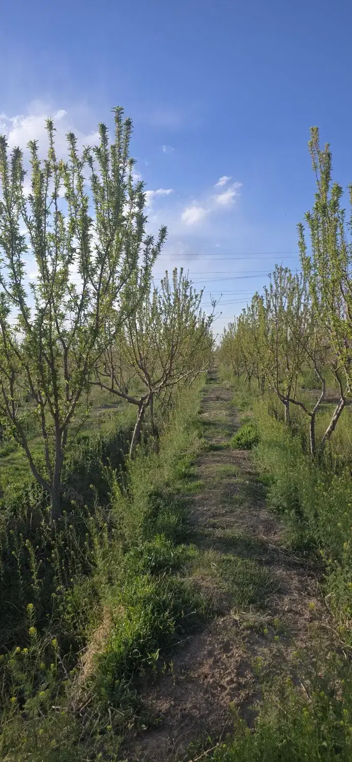 باغجه ۸۰۰ متری