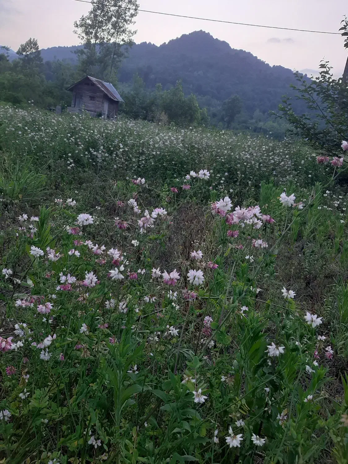 زمین فروشی مسکونی ویلایی روستایی