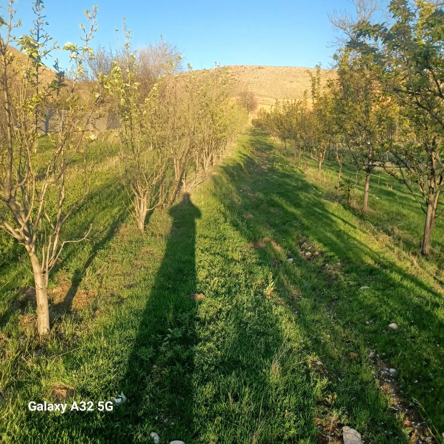 باغ روستای حمزانلو ۳۰۰۰ متر باغ کلابی