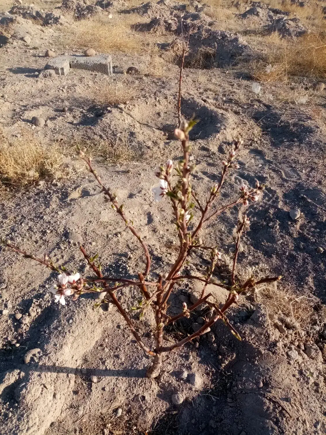 زمین ویلایی