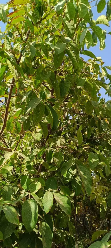 باغ سند دار متری 5500