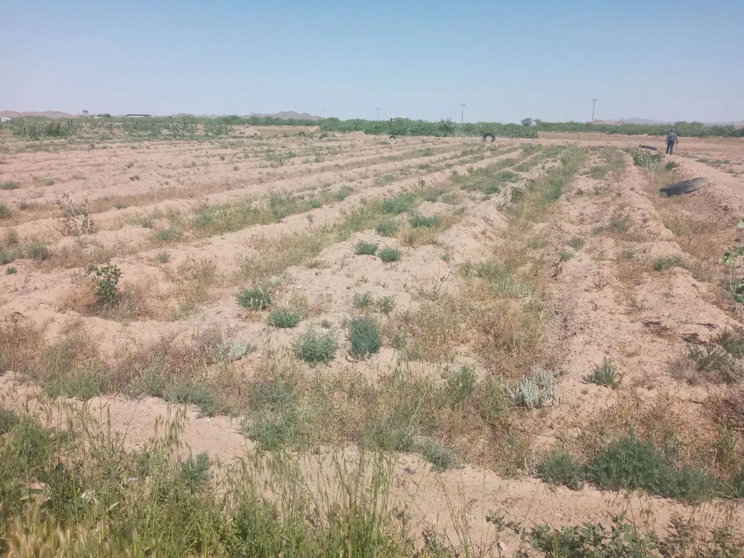 زمین کشاورزی فروشی