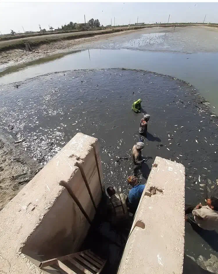 حوضچه پرورش ماهی