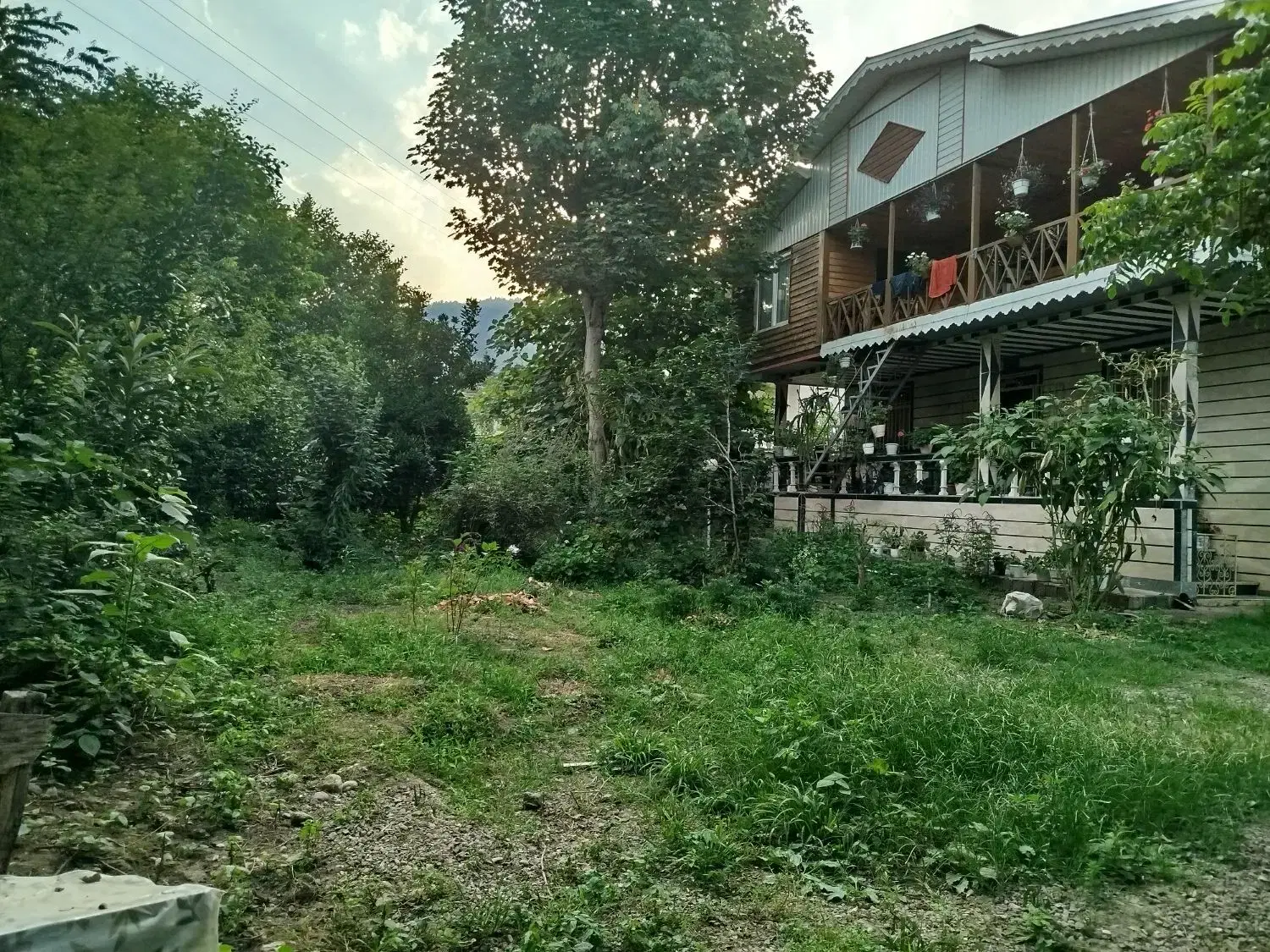 جنگلی کنار رودخانه