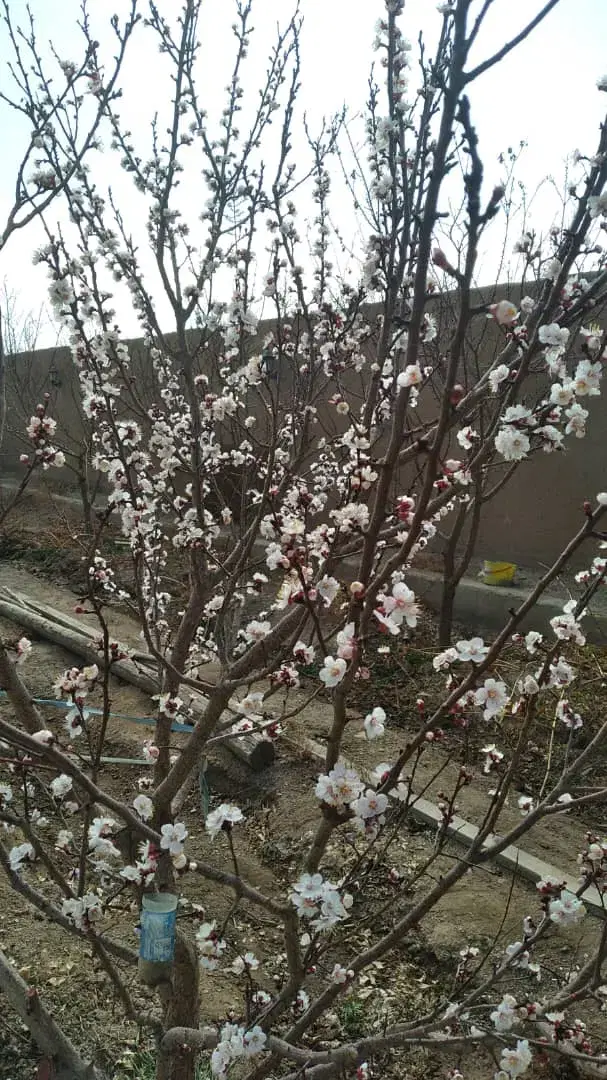 فروش باغ چهار دیوا ی با درختان بارده متراژ ۵۰۰متر