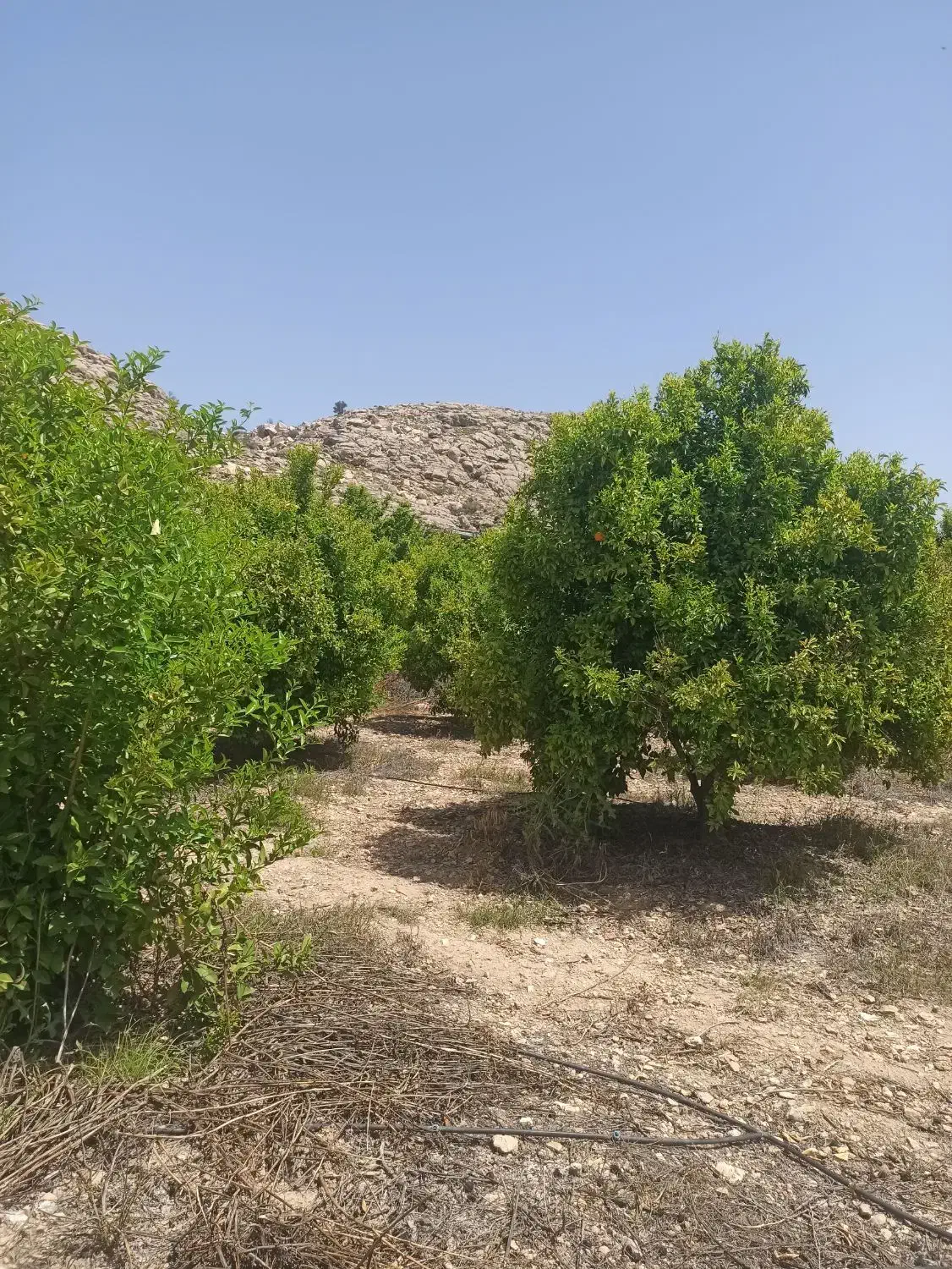 فروش باغ شهری