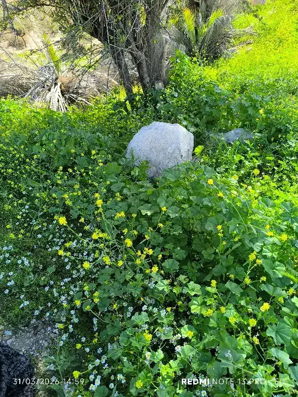 فروش زمین