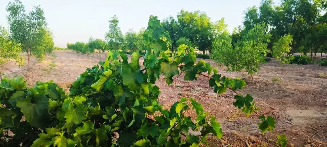 باغ معصوم آباد