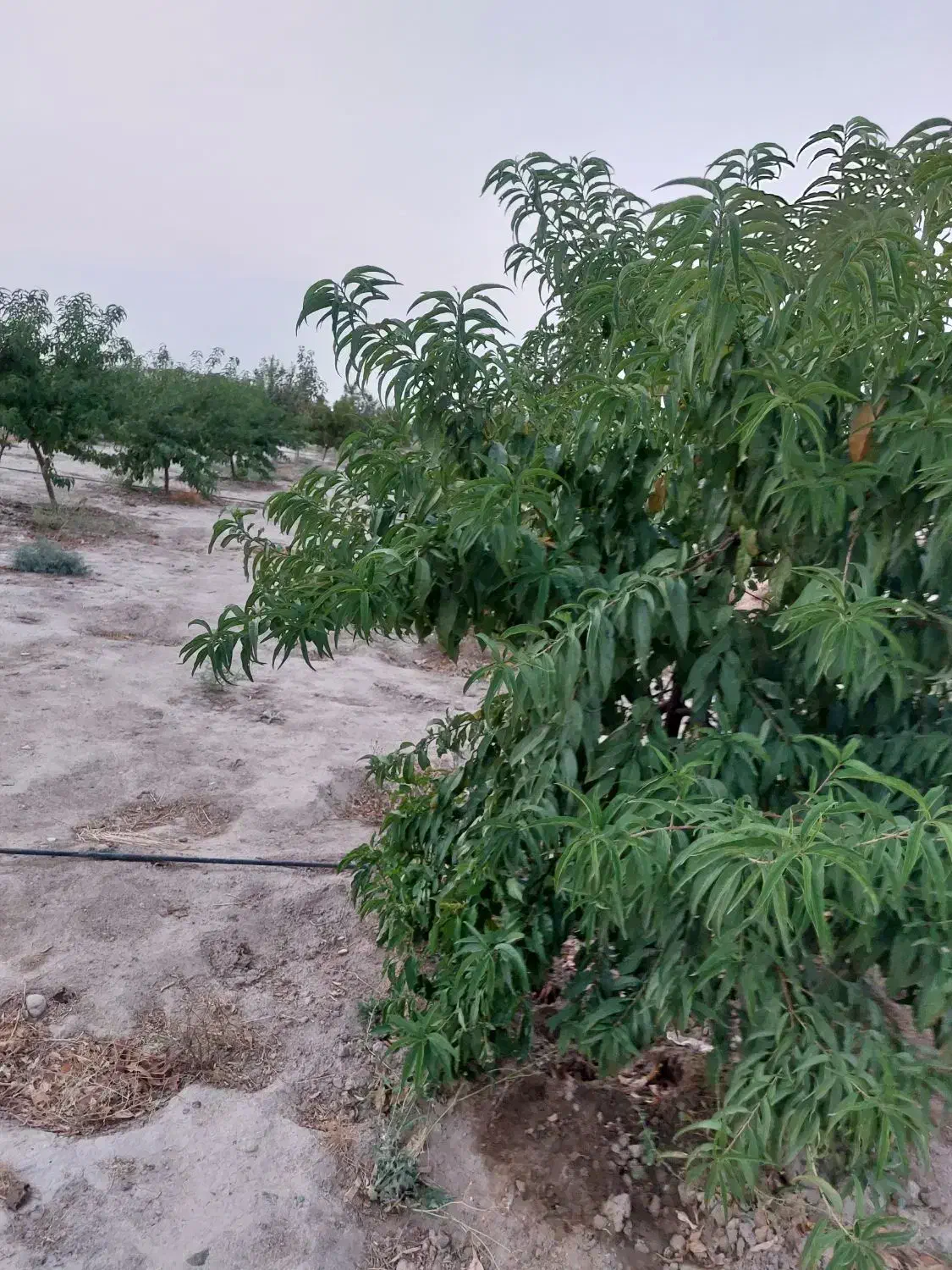 زمین فروشی جنب شهرک صنعتی نسیم