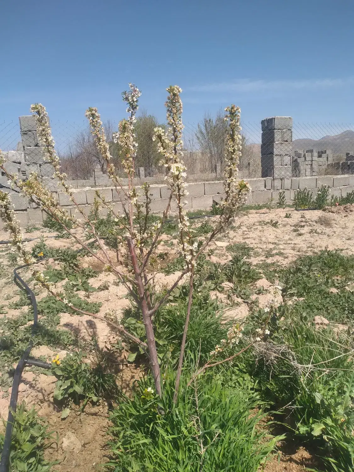 فروش باغ ۶۰۰متری درمرند