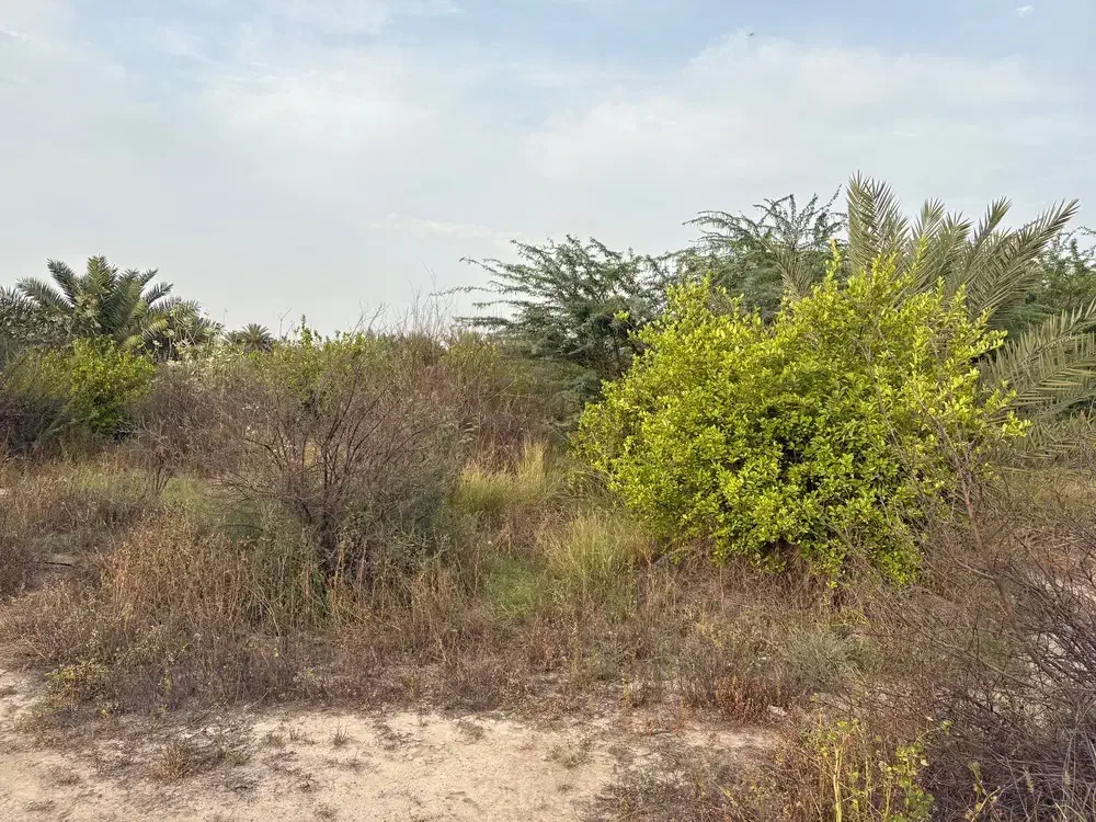 فروش زمین