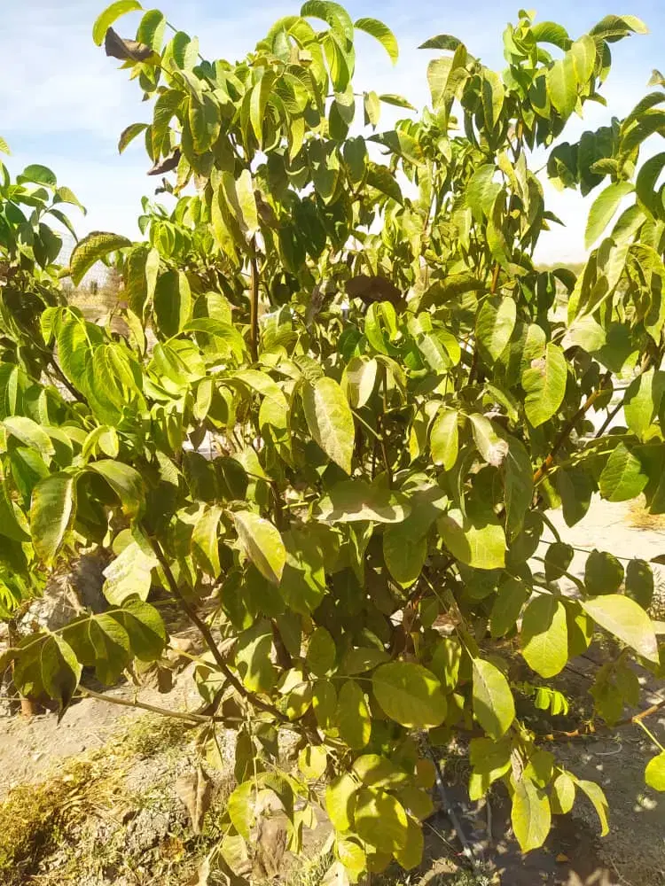 زمین کاربری باغ