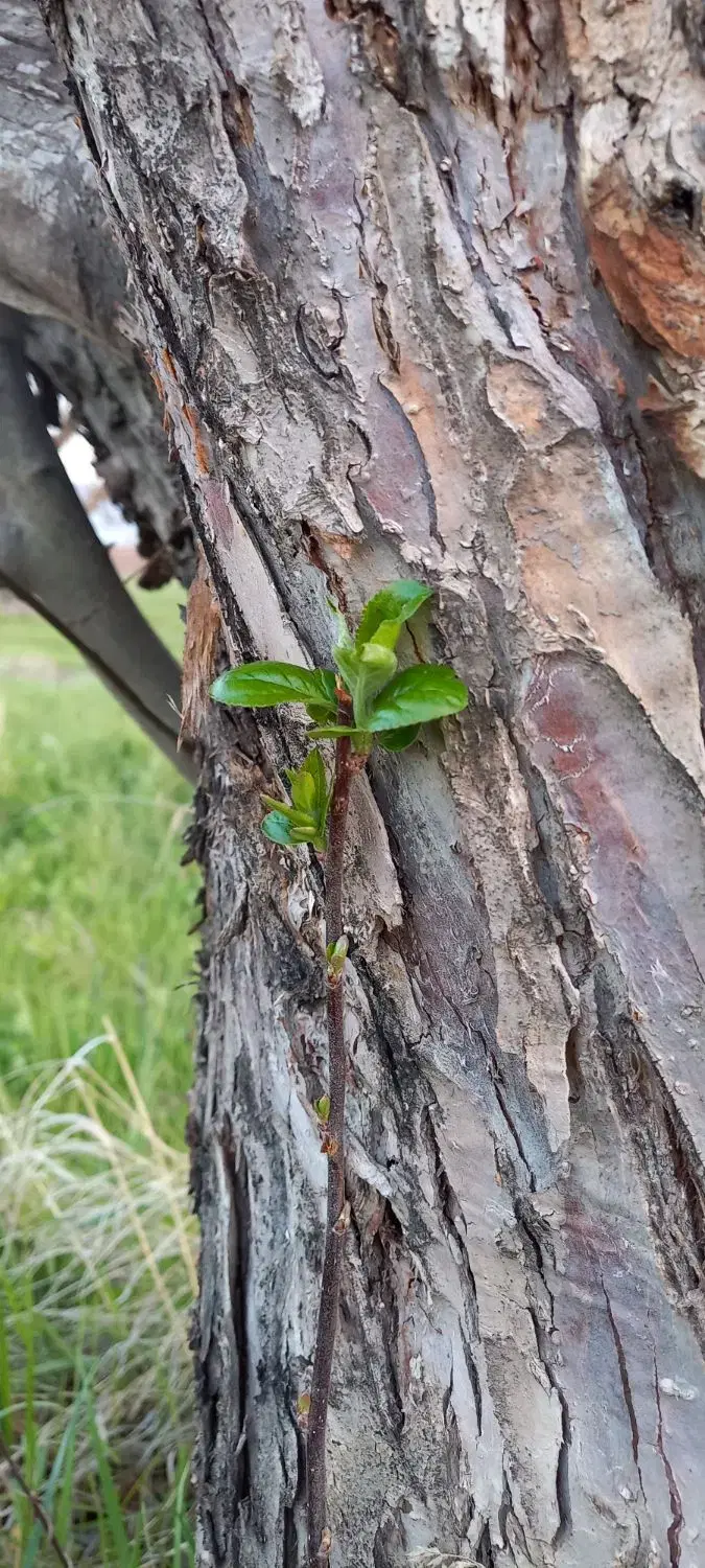 باغچه در روستای علی آباد محال باراندوز