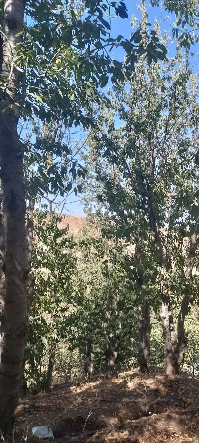 باغ زرنو