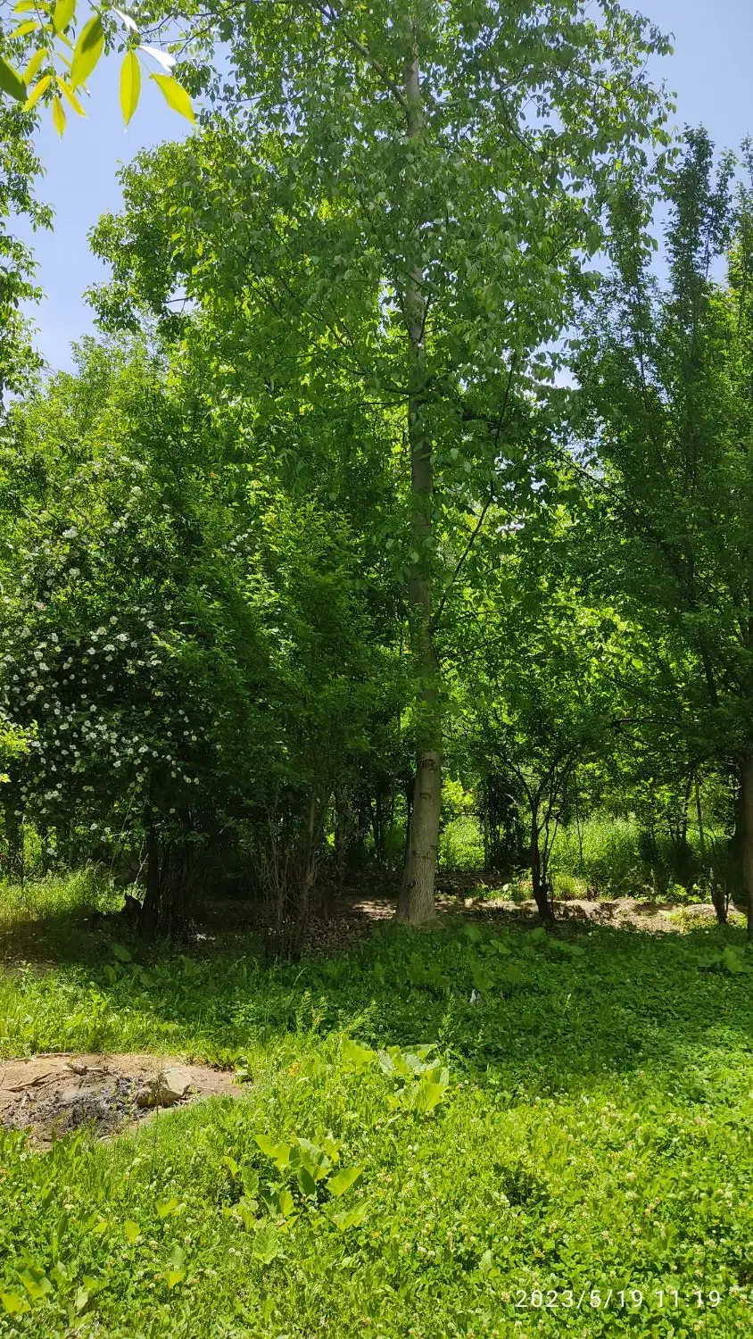 باغ تفریحی کنار رودخانه زاینده رودپل زمانخان سامان