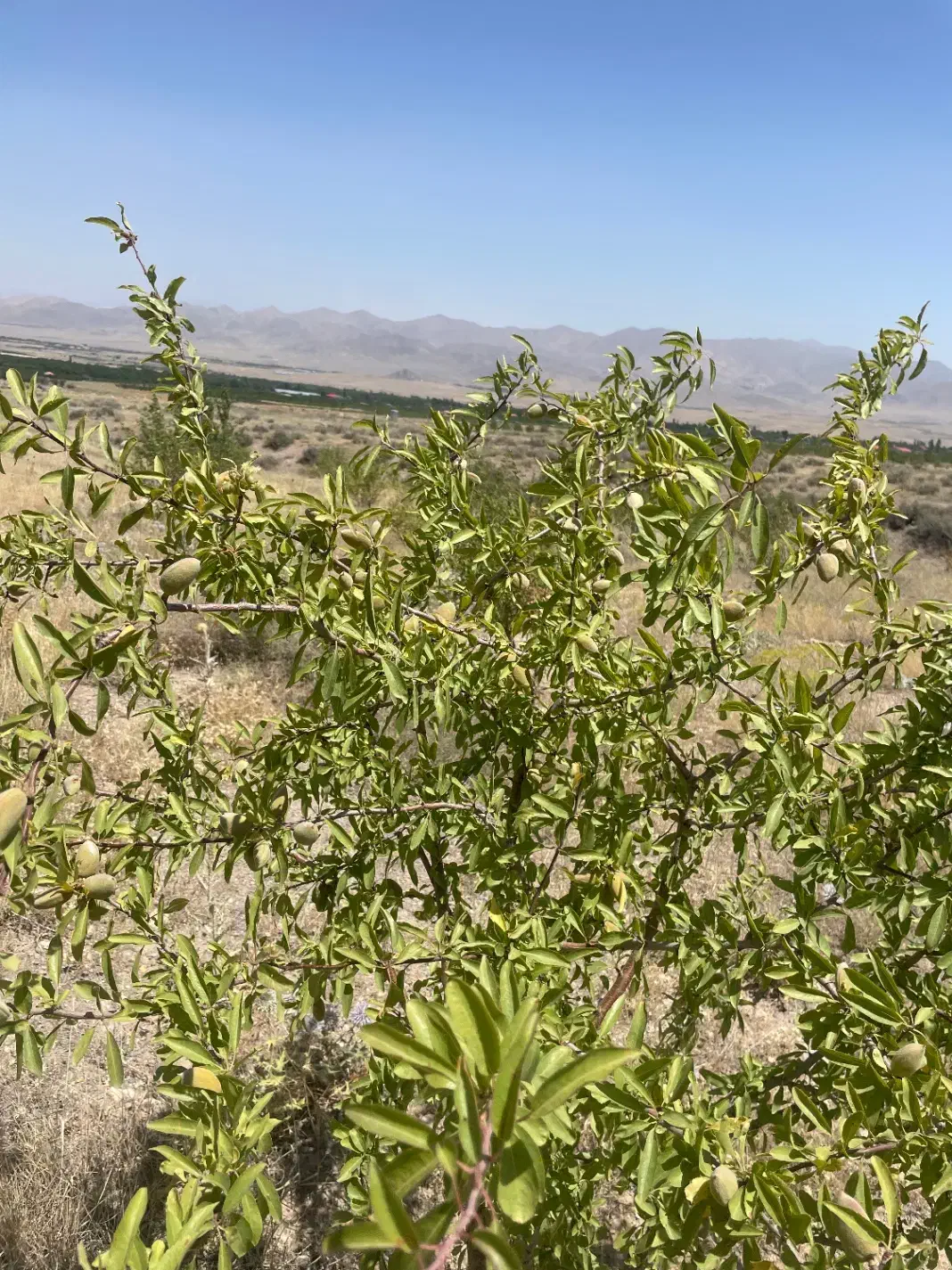 زمین باغی درخت دار بناب مرند
