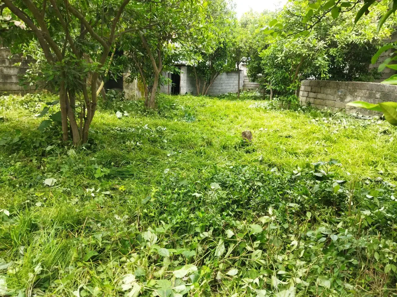 ۳۰۰متر زمین مسکونی درمرکزشهر رامسر دارای سند۶ دانگ
