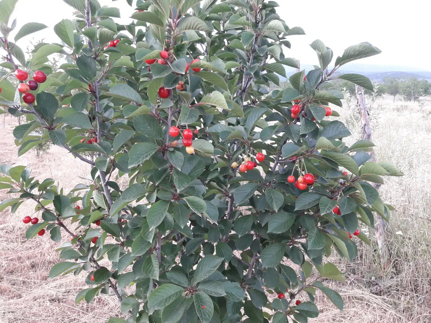 باغ میوه