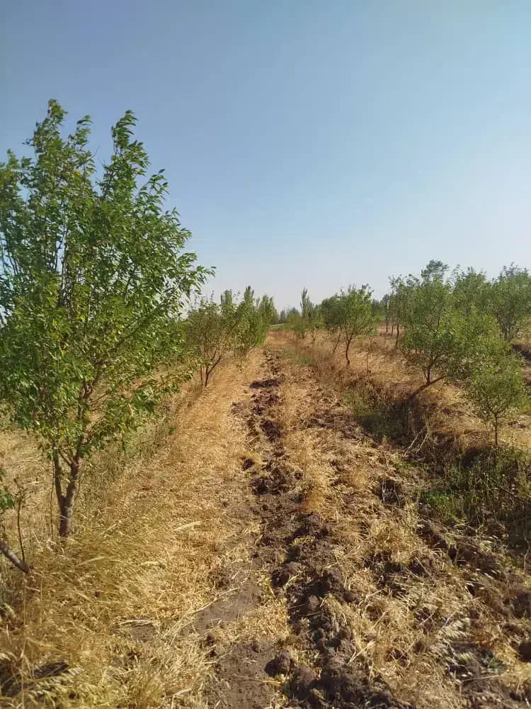 زمین کشاورزی باغ انگور وباغ گردووباغ بادام