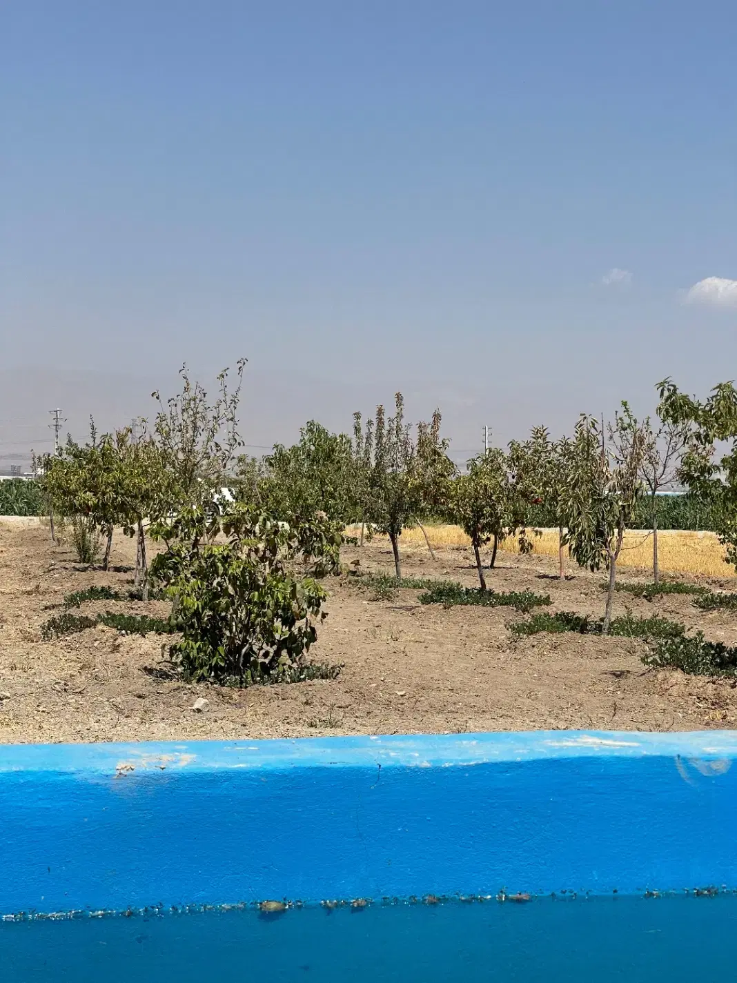 ۵۰۰متر باغچه سنددار تنکمان بر جاده