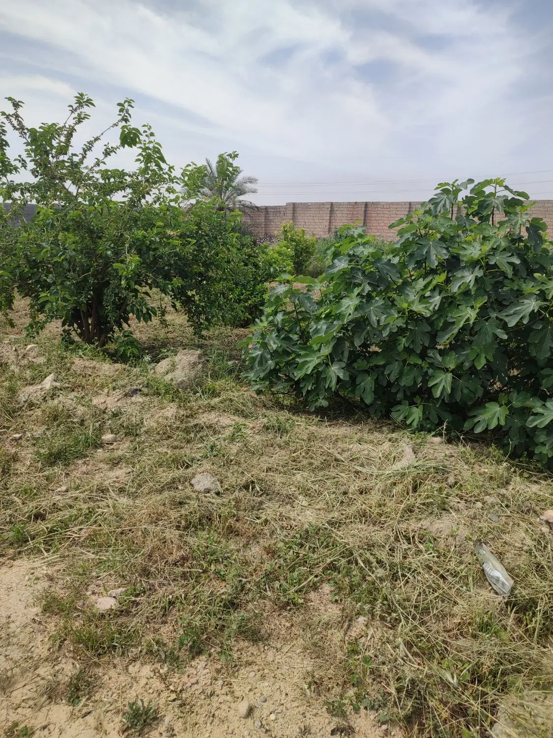 باغ جای خوب مناسب برای کافه