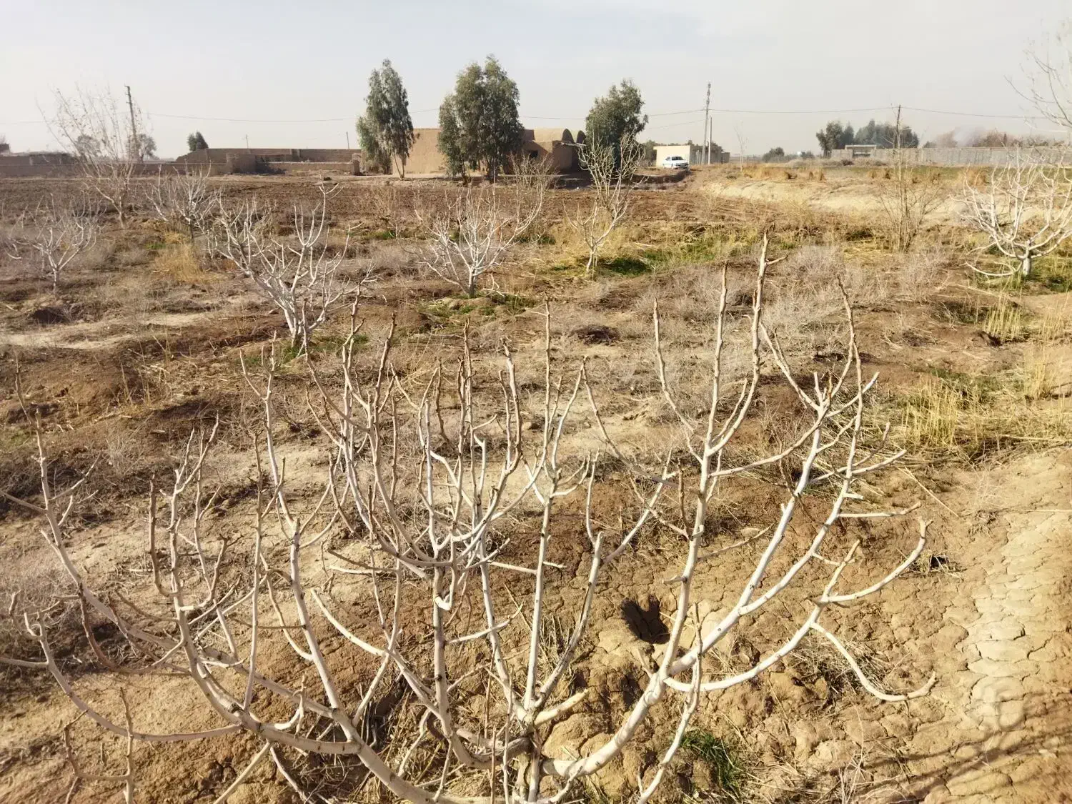 زمین با مجوز گلخانه