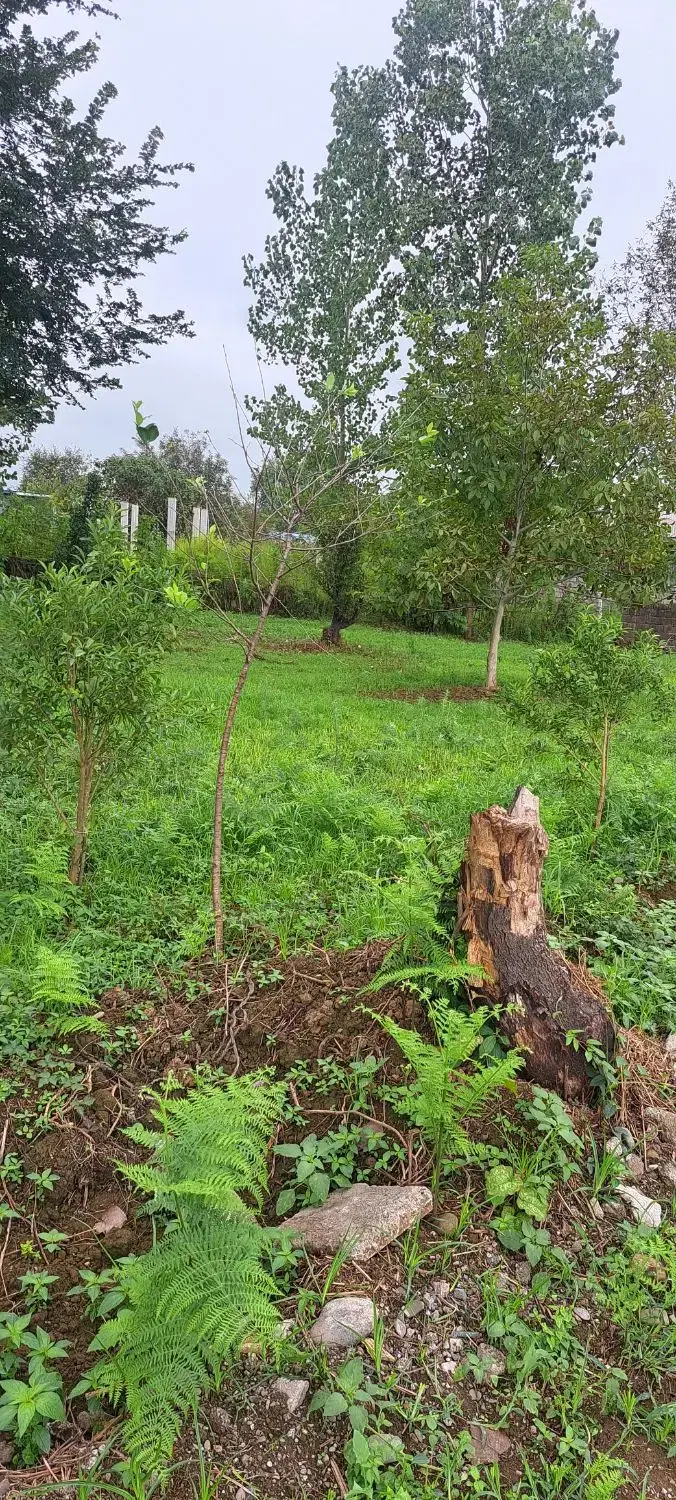 مشارکت
