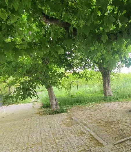 باغ قصردشت گروه یک بهترین قیمت