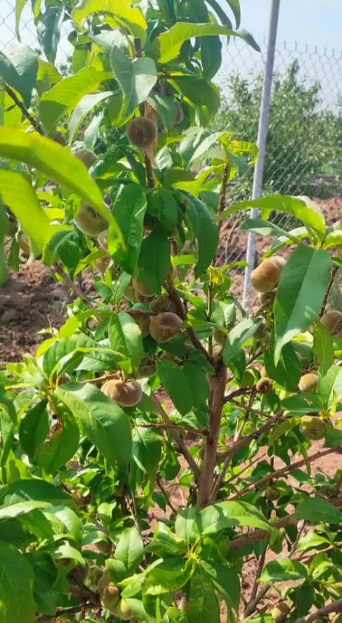 باغ ۱۰۰۰ متری در میانبر