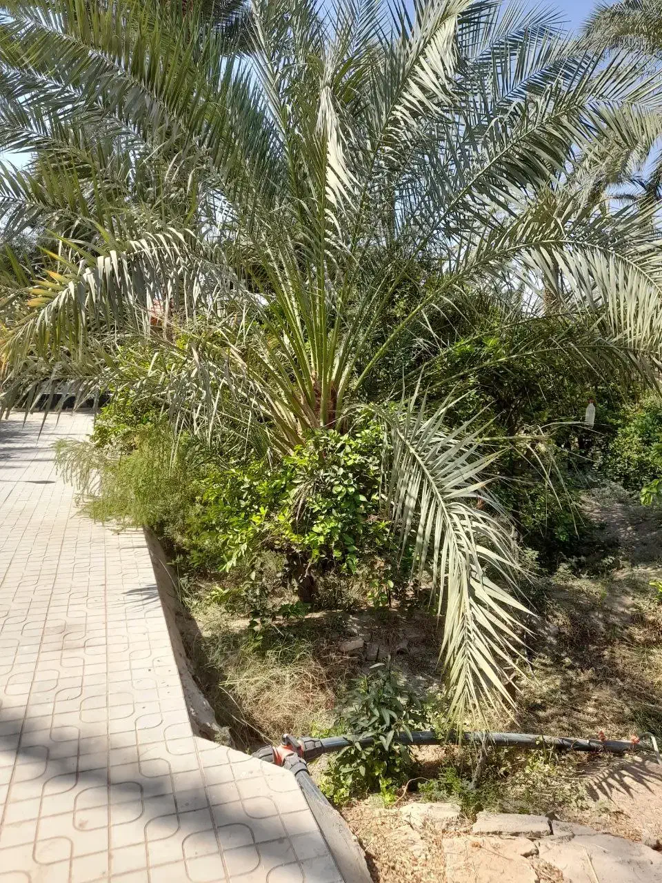 فروش منزل ویلایی ، باغ و مسکن ملی